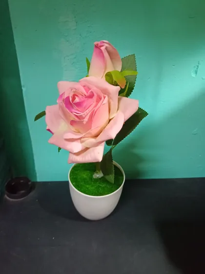 Rosa