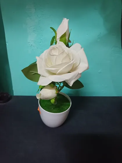 Rosa