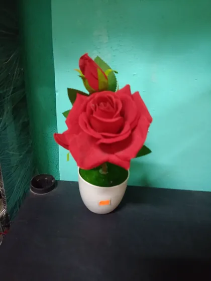 Rosa