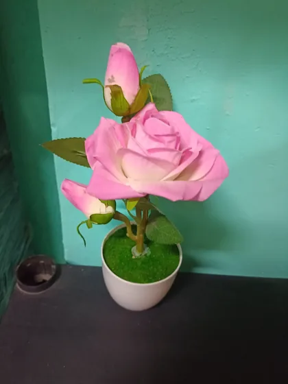Rosa